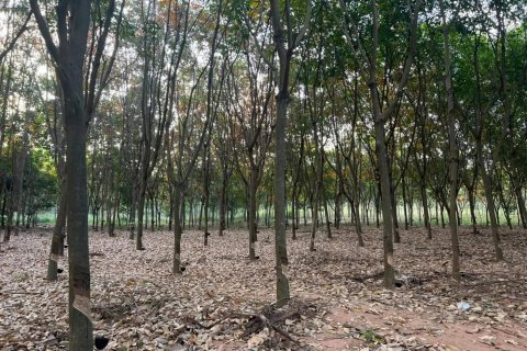 Land in Soeng Sang, Thailand 48000 sq.m. № 145091 - photo 4