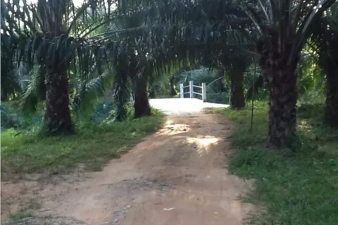 Terrain à Phang Nga, Thaïlande 41600 m2 № 156614 - photo 8