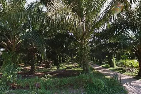 Terrain à Phang Nga, Thaïlande 41600 m2 № 156614 - photo 5