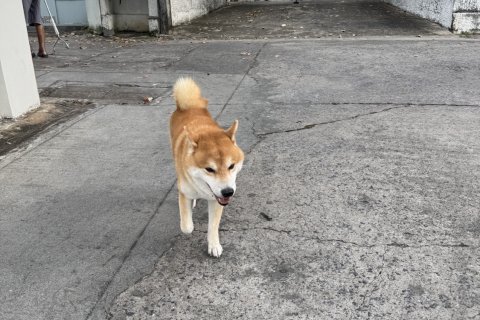 Студия в кондо в Пхая Тая, Бангкок, Таиланд № 157929 - фото 17