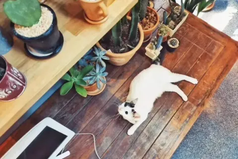 Propriété commerciale à Chiang Mai, Thaïlande 800 m2 № 162818 - photo 19