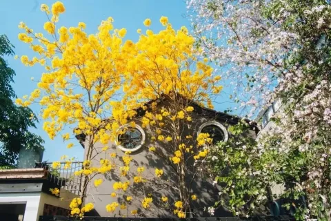 Коммерческая недвижимость в Чиангмае, Таиланд 800м2  № 162818 - фото 8