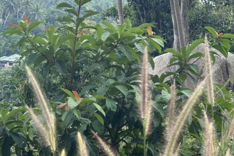 Terrain à Surat Thani, Thaïlande № 158836 - photo 6