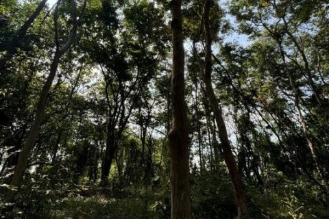 Terrain à Khao Yoi, Thaïlande 49600 m2 № 169072 - photo 4