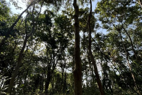 Terrain à Khao Yoi, Thaïlande 49600 m2 № 169072 - photo 3