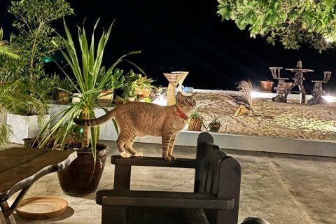 Villa à Surat Thani, Thaïlande 3 chambres № 151378 - photo 19