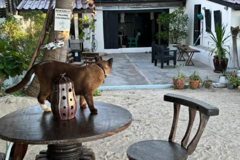 Villa à Surat Thani, Thaïlande 3 chambres № 151378 - photo 17