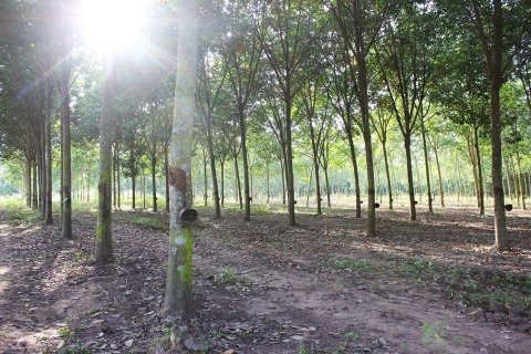 Земельный участок в Уттарадите, Таиланд 254400м2  № 152925 - фото 4