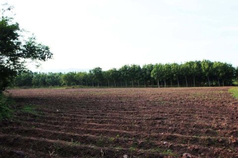 Земельный участок в Уттарадите, Таиланд 254400м2  № 152925 - фото 5