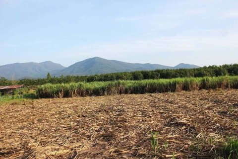Земельный участок в Уттарадите, Таиланд 254400м2  № 152925 - фото 7