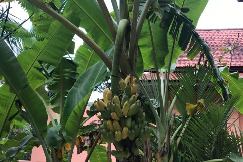 Villa in Kathu, Thailand 3 bedrooms № 151669 - photo 6