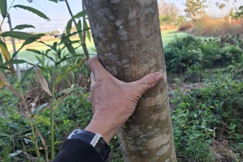 Земельный участок в Сан Па Тонге, Таиланд 4800м2  № 149833 - фото 5