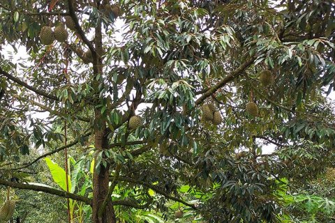 Land in Klaeng, Thailand 7779 sq.m. № 150173 - photo 9