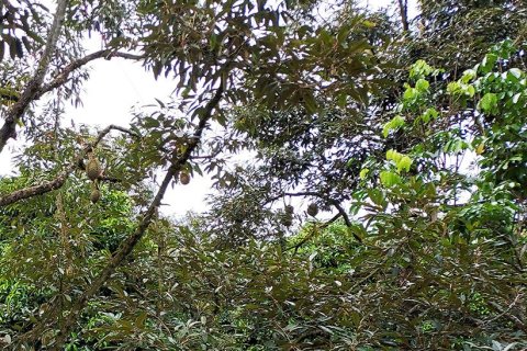 Land in Klaeng, Thailand 7779 sq.m. № 150173 - photo 8