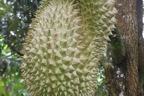 Land in Klaeng, Thailand 7779 sq.m. № 150173 - photo 10