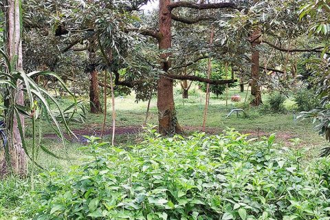 Land in Klaeng, Thailand 7779 sq.m. № 150173 - photo 3