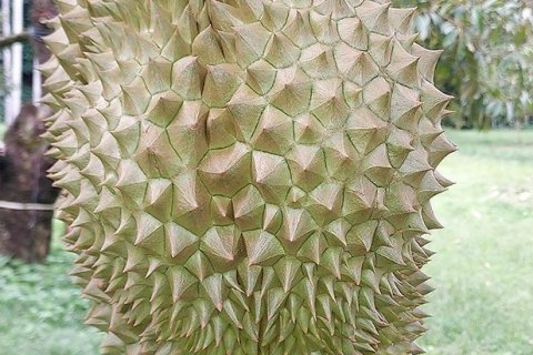 Land in Klaeng, Thailand 7779 sq.m. № 150173 - photo 11