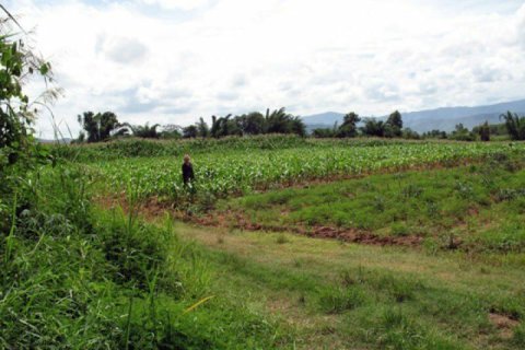 Land in Chiang Khong, Thailand 11200 sq.m. № 149029 - photo 3