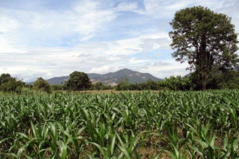 Land in Chiang Khong, Thailand 11200 sq.m. № 149029 - photo 8