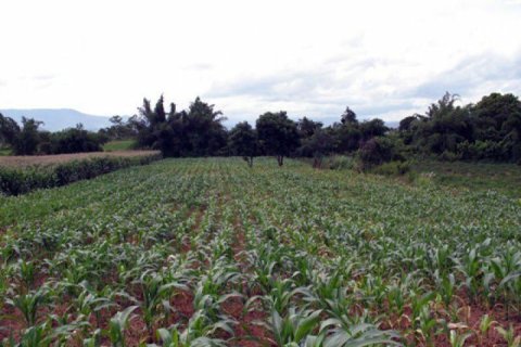 Land in Chiang Khong, Thailand 11200 sq.m. № 149029 - photo 4