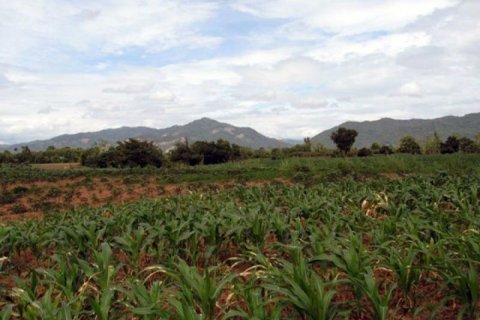 Land in Chiang Khong, Thailand 11200 sq.m. № 149029 - photo 5