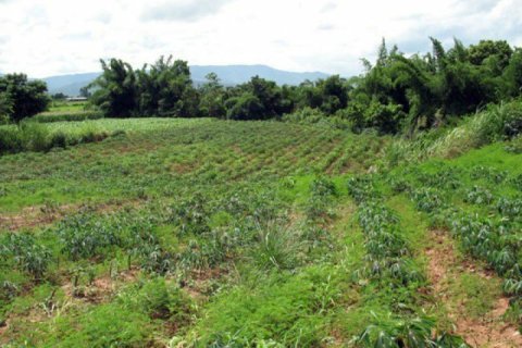 Land in Chiang Khong, Thailand 11200 sq.m. № 149029 - photo 6