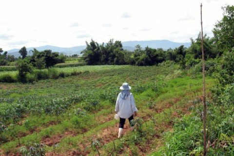 Land in Chiang Khong, Thailand 11200 sq.m. № 149029 - photo 7