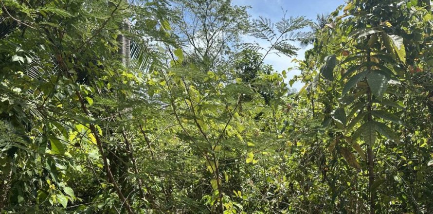 Земельный участок в Сураттхани, Таиланд  № 172935