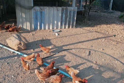 Terrain à Phetchaburi, Thaïlande 9600 m2 № 140499 - photo 30