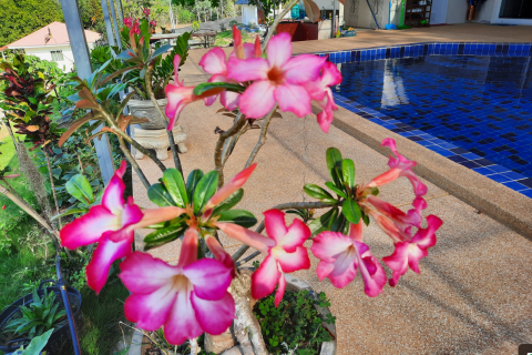 Terrain à Phetchaburi, Thaïlande 9600 m2 № 140499 - photo 7