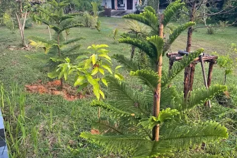 Villa à Phang Nga, Thaïlande 3 chambres № 140000 - photo 23